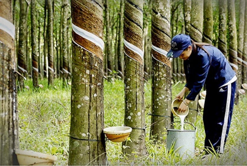 Giá cao su ngày 14/10/2025: Thị trường quốc tế tiếp đà tăng, trong nước vẫn ổn định