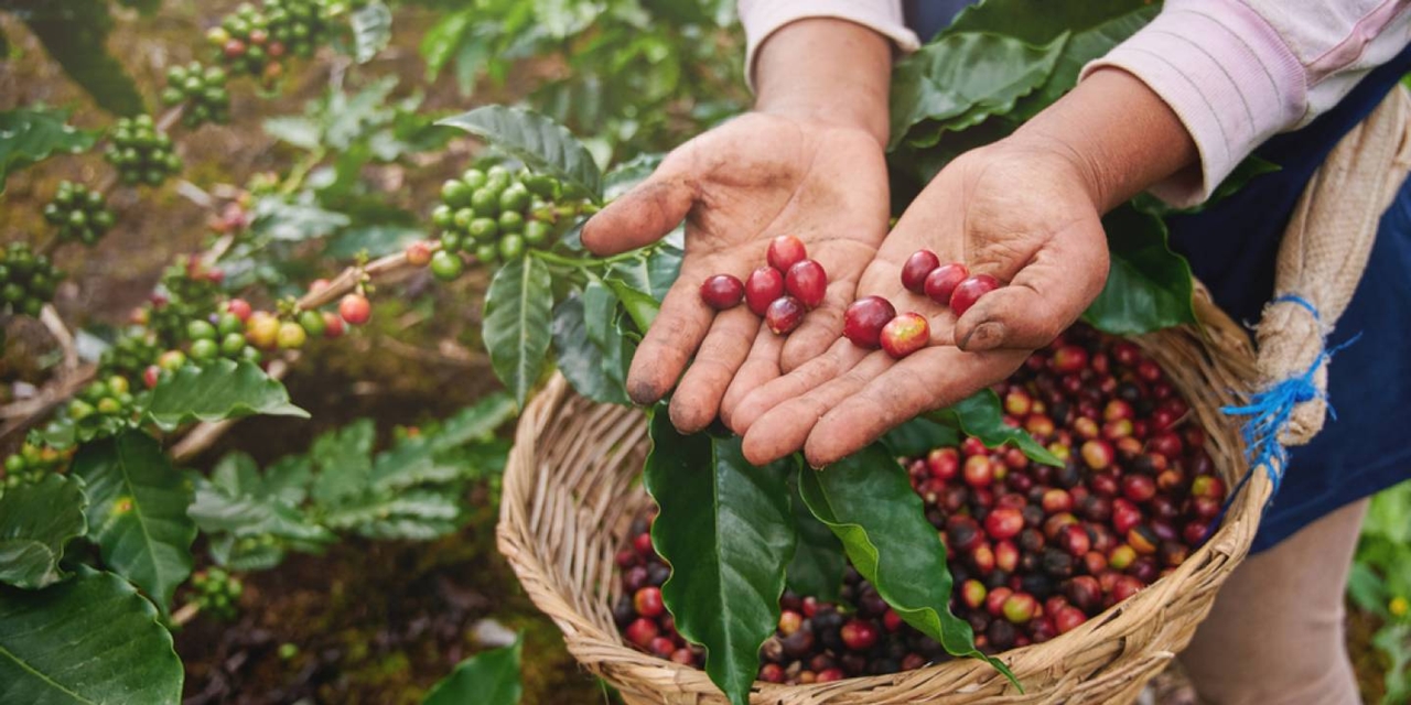 giá cà phê hôm nay, giá cà phê 14/10, giá cà phê trong nước, xuất khẩu cà phê Việt Nam, cà phê Robusta, cà phê Mỹ