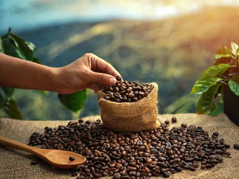 giá cà phê hôm nay, giá cà phê 14/10, giá cà phê trong nước, xuất khẩu cà phê Việt Nam, cà phê Robusta, cà phê Mỹ