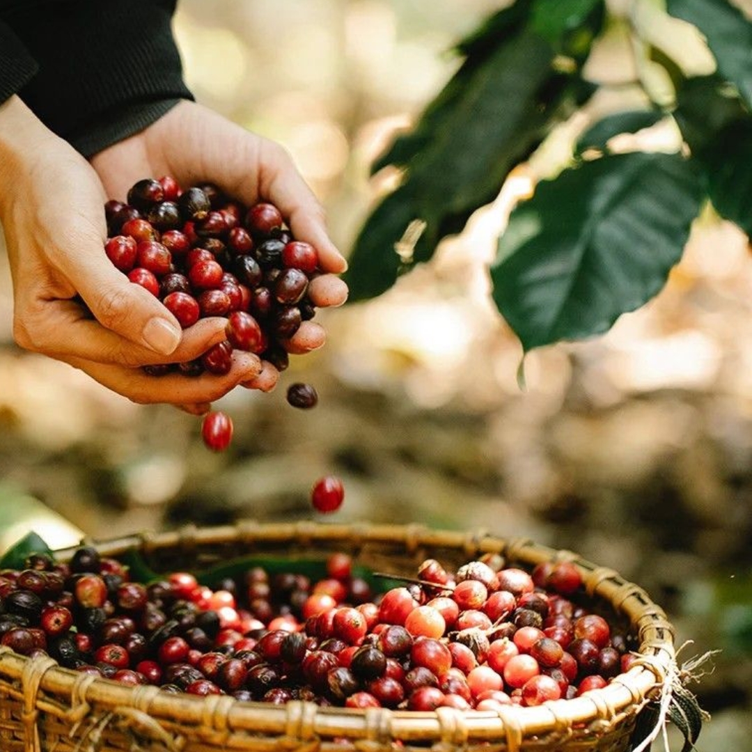 Dự báo giá cà phê 16/10/2025, giá cà phê hôm nay, giá cà phê 16/10/2025, cà phê Robusta, cà phê Arabica, giá cà phê Tây Nguyên, dự báo giá cà phê