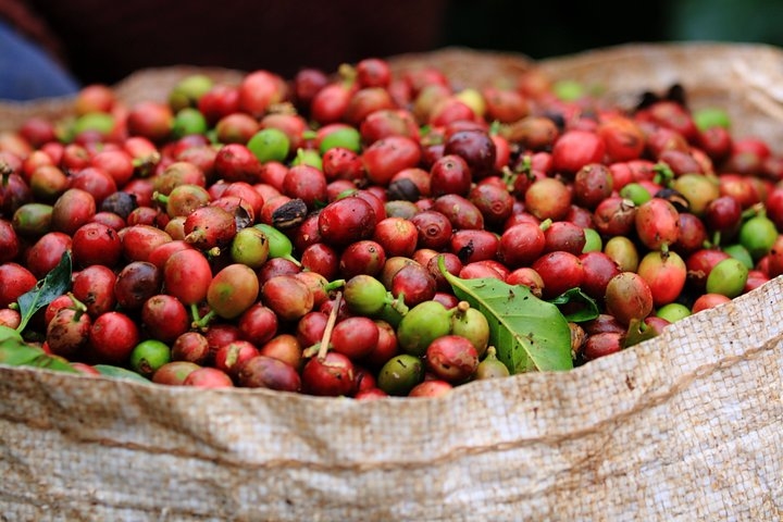 Dự báo giá cà phê 16/10/2025, giá cà phê hôm nay, giá cà phê 16/10/2025, cà phê Robusta, cà phê Arabica, giá cà phê Tây Nguyên, dự báo giá cà phê