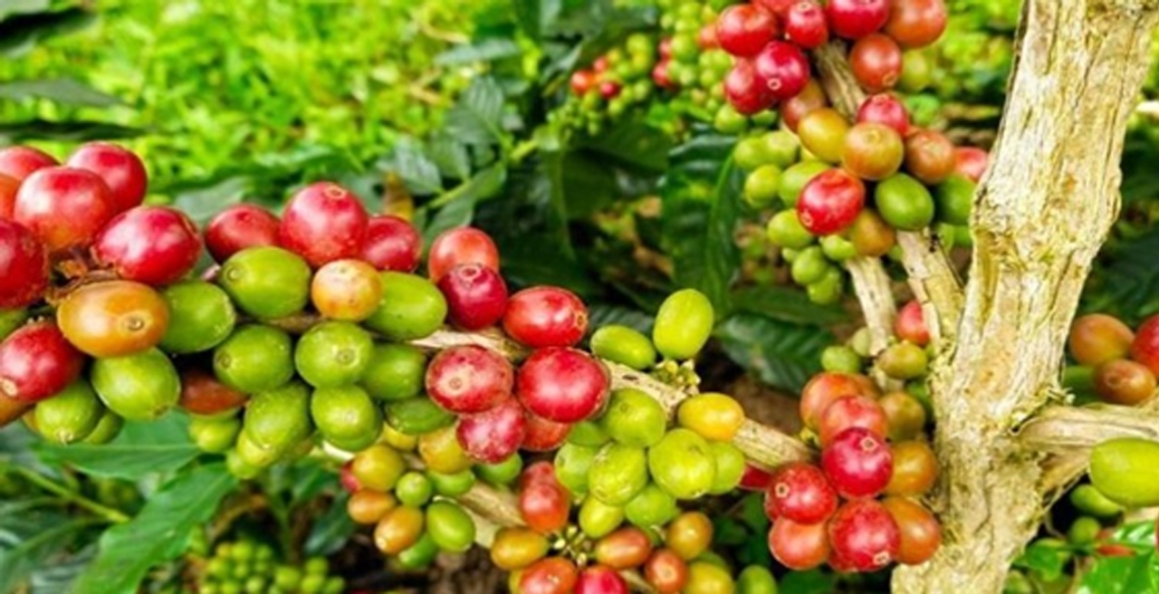 giá cà phê hôm nay 15/10/2025, giá cà phê trong nước, giá cà phê thế giới, sản lượng cà phê Ấn Độ, cà phê Robusta, cà phê Arabica