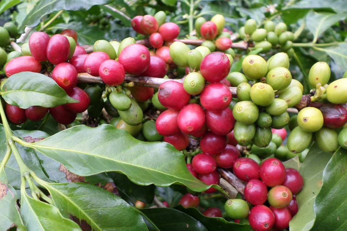 giá cà phê hôm nay 15/10/2025, giá cà phê trong nước, giá cà phê thế giới, sản lượng cà phê Ấn Độ, cà phê Robusta, cà phê Arabica
