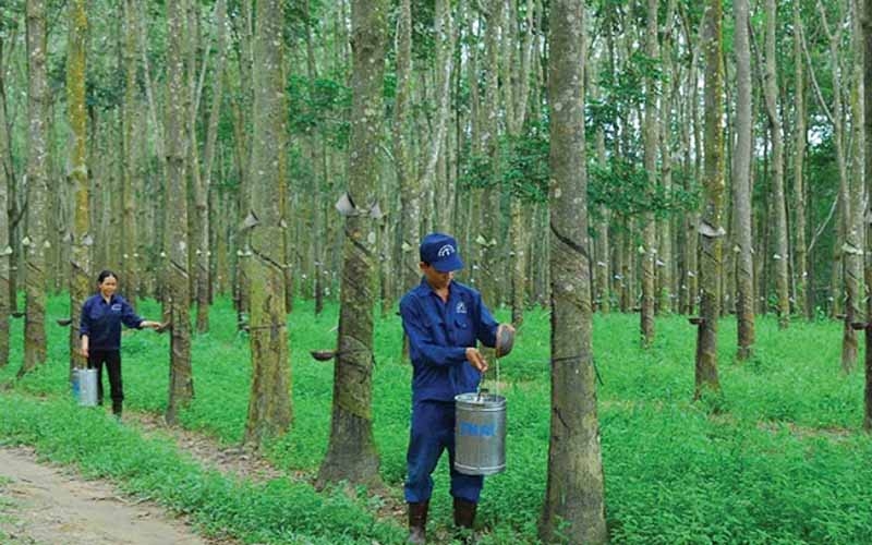 Giá cao su 15/10/2025, giá cao su hôm nay, giá cao su 15/10, giá cao su Trung Quốc, giá cao su trong nước, thị trường cao su, mủ cao su
