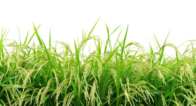 giá lúa gạo hôm nay 15/10, giá gạo, giá lúa, xuất khẩu gạo, thị trường gạo Việt Nam, tồn kho Ấn Độ