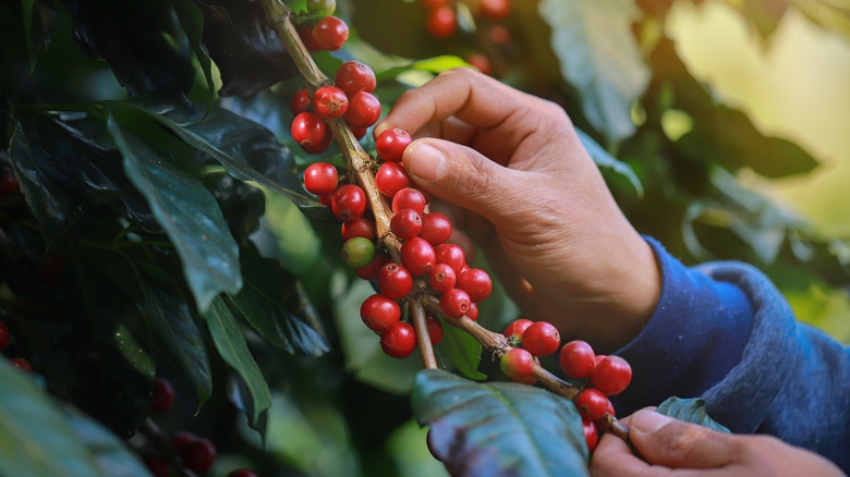 Giá cà phê 17/10, Giá cà phê hôm nay 17/10, giá cà phê trong nước, giá cà phê thế giới, Robusta, Arabica, Trung Quốc xuất khẩu cà phê