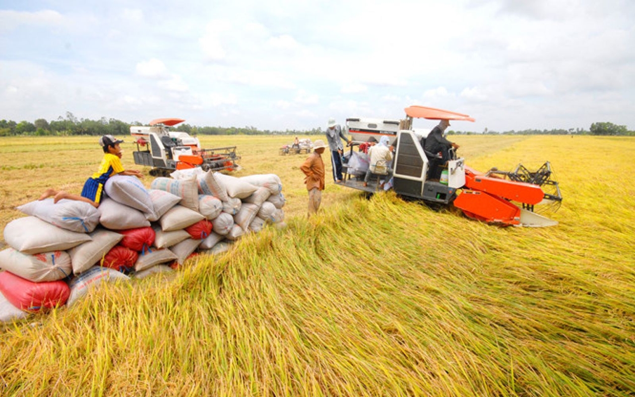 giá gạo hôm nay 17/10, giá lúa gạo ĐBSCL, xuất khẩu gạo Việt Nam, gạo OM 18, Hiệp hội Lương thực Việt Nam, Philippines siết nhập khẩu