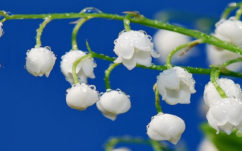 con số may mắn tuổi Mùi 18/10/2025, tử vi tuổi Mùi hôm nay, phong thủy tuổi Mùi ngày 18/10, con số cát tường tuổi Mùi, tử vi 12 con giáp 18/10/2025