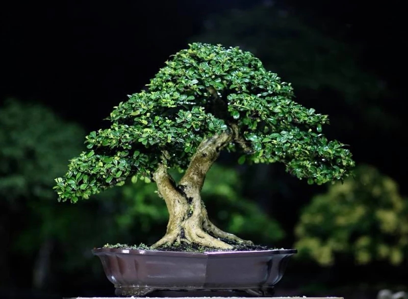 Con số may mắn tuổi Thìn 19/10/2025, tử vi tuổi Thìn hôm nay, vận may tuổi Thìn, số cát lành tuổi Thìn