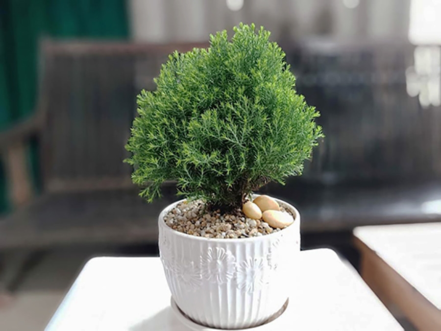 Con số may mắn tuổi Mão 19/10/2025, tử vi tuổi Mão hôm nay, vận may tuổi Mão, số cát lành tuổi Mão