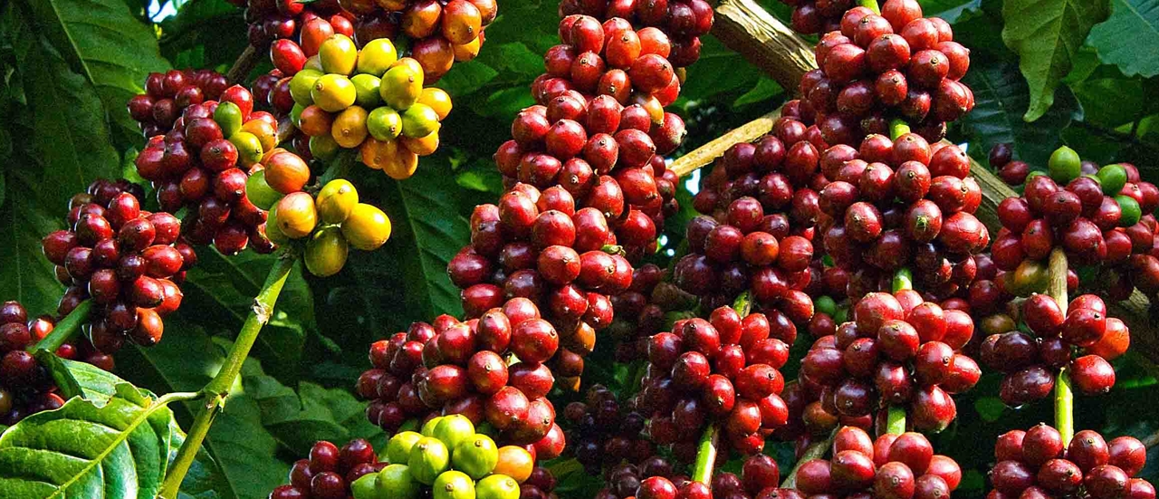 Giá cà phê 19/10/2025, giá cà phê hôm nay, giá cà phê 19/10, giá cà phê trong nước, giá cà phê thế giới, cà phê Robusta, cà phê Arabica, vụ cà phê 2025–2026