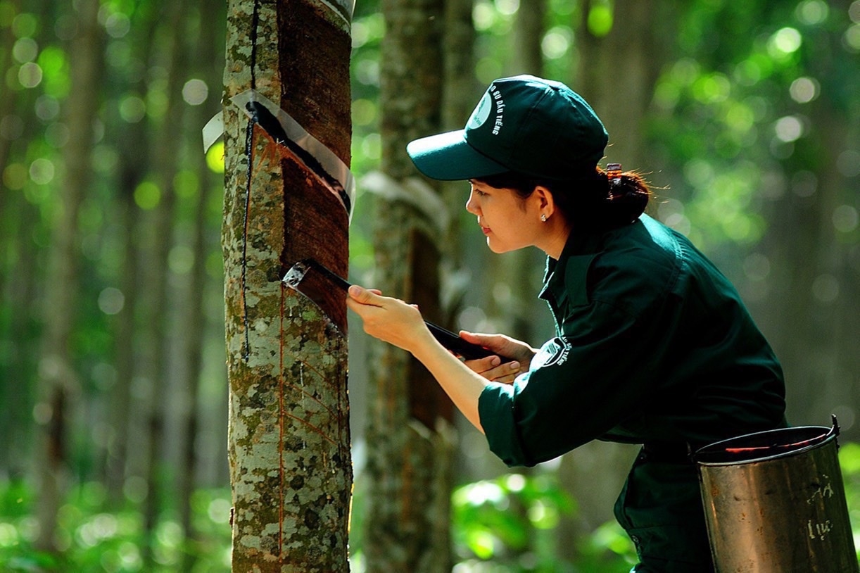Giá cao su 21/10/2025, giá cao su hôm nay 21/10, giá cao su thế giới, giá cao su trong nước, cao su Nhật Bản, cao su Trung Quốc, cao su Singapore