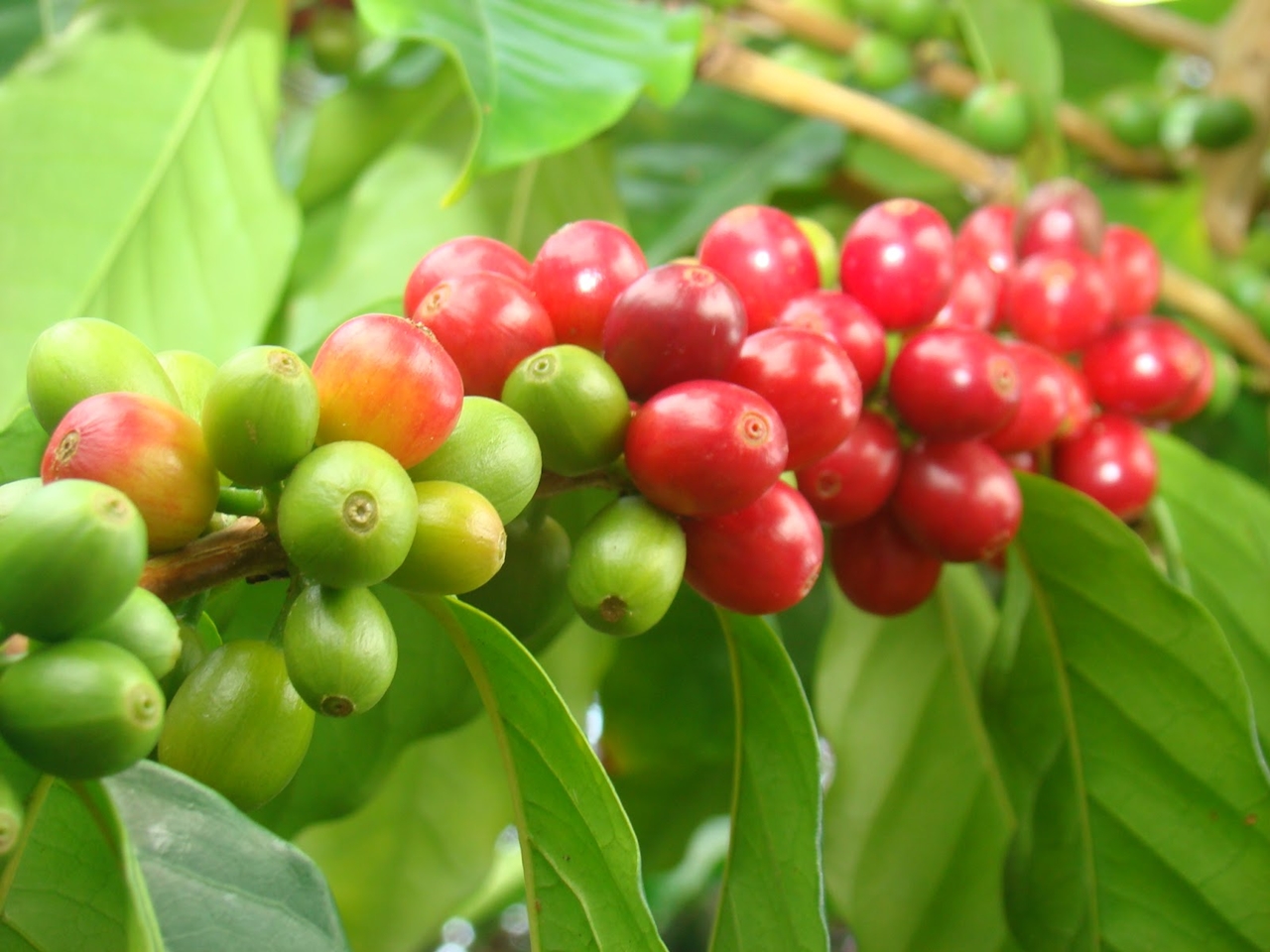 giá cà phê hôm nay, giá cà phê 21/10/2025, giá cà phê trong nước, giá cà phê thế giới, xuất khẩu cà phê Việt Nam