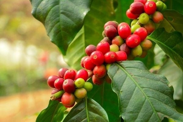 giá cà phê hôm nay, giá cà phê 21/10/2025, giá cà phê trong nước, giá cà phê thế giới, xuất khẩu cà phê Việt Nam