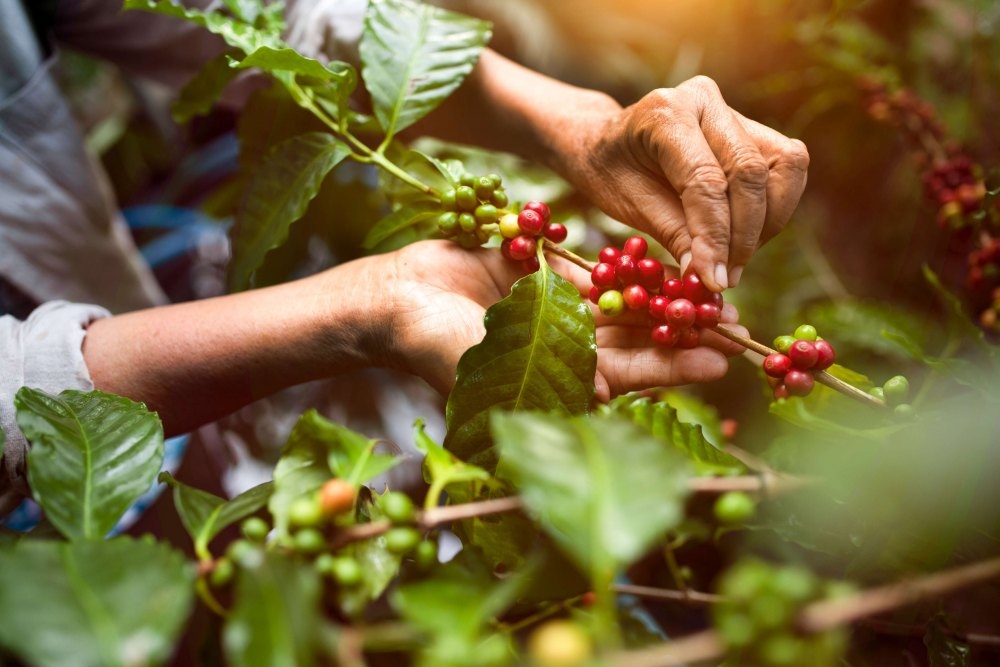 giá cà phê hôm nay 22/10, dự báo giá cà phê 22/10/2025, giá cà phê robusta, giá cà phê arabica, giá cà phê Tây Nguyên, thị trường cà phê thế giới