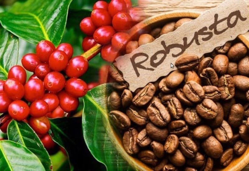 giá cà phê hôm nay 22/10, dự báo giá cà phê 22/10/2025, giá cà phê robusta, giá cà phê arabica, giá cà phê Tây Nguyên, thị trường cà phê thế giới