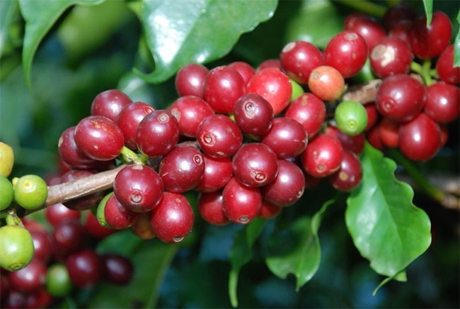 giá cà phê hôm nay 22/10, dự báo giá cà phê 22/10/2025, giá cà phê robusta, giá cà phê arabica, giá cà phê Tây Nguyên, thị trường cà phê thế giới