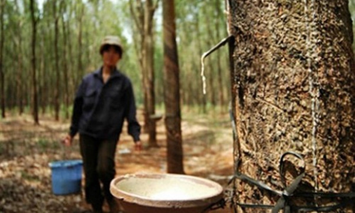giá cao su hôm nay 22/10, giá cao su trong nước, giá cao su thế giới, thị trường cao su, cao su Thái Lan, cao su Trung Quốc