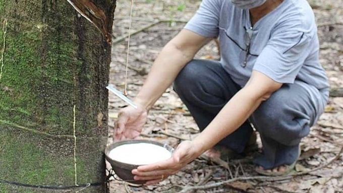 giá cao su hôm nay 22/10, giá cao su trong nước, giá cao su thế giới, thị trường cao su, cao su Thái Lan, cao su Trung Quốc