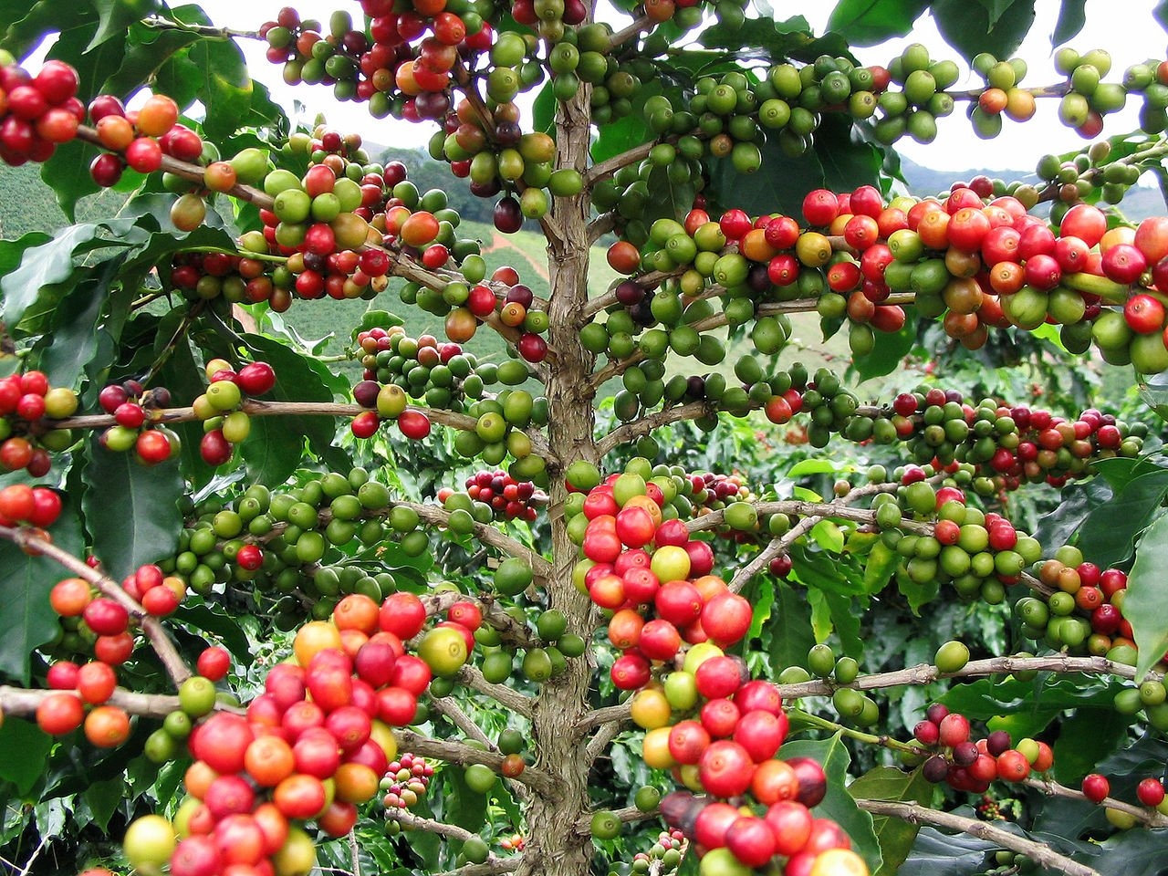 Giá cà phê 22/10, giá cà phê hôm nay 22/10/2025, giá cà phê trong nước, giá cà phê thế giới, giá cà phê Robusta, giá cà phê Arabica, giá cà phê Tây Nguyên