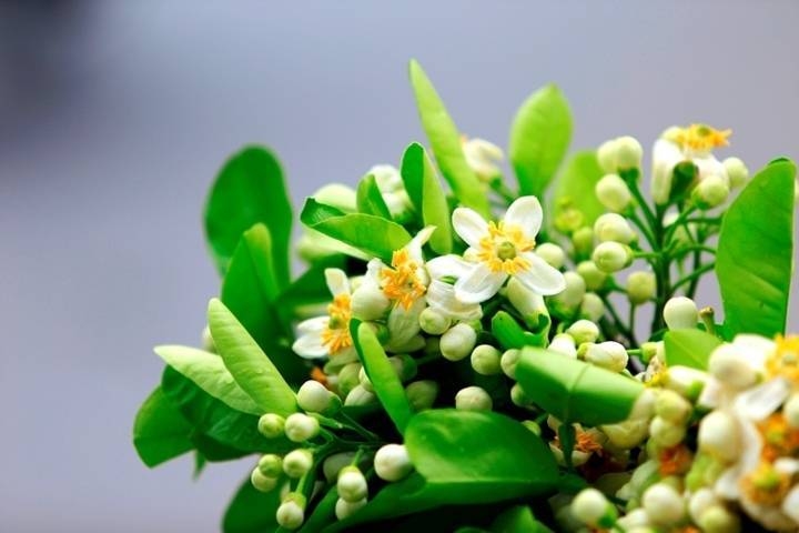 con số may mắn tuổi Hợi, tử vi tuổi Hợi 23/10/2025, số cát tường tuổi Hợi, tử vi 12 con giáp