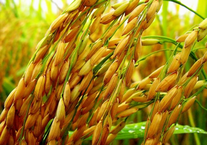 Giá gạo 23/10/2025, giá gạo hôm nay 23/10/2025, giá gạo xuất khẩu, giá gạo Việt Nam, giá gạo Philippines, thị trường gạo thế giới
