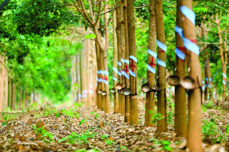 Giá cao su 23/10/2025, giá cao su hôm nay 23/10, giá cao su thế giới, giá cao su trong nước, cao su Nhật Bản, cao su Thái Lan