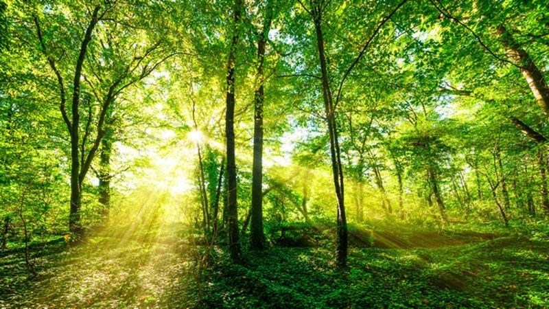 Tử vi 12 cung hoàng đạo ngày 24/10/2025, Ma Kết, Song Ngư, Bảo Bình, tài lộc, tình duyên, công danh