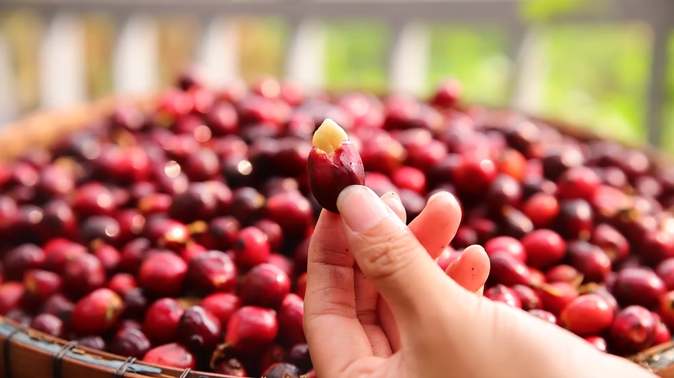 Giá cà phê hôm nay, giá cà phê 25/10, giá cà phê Tây Nguyên, giá cà phê Robusta, giá cà phê Arabica, bão số 12, thị trường cà phê, xuất khẩu cà phê Việt Nam