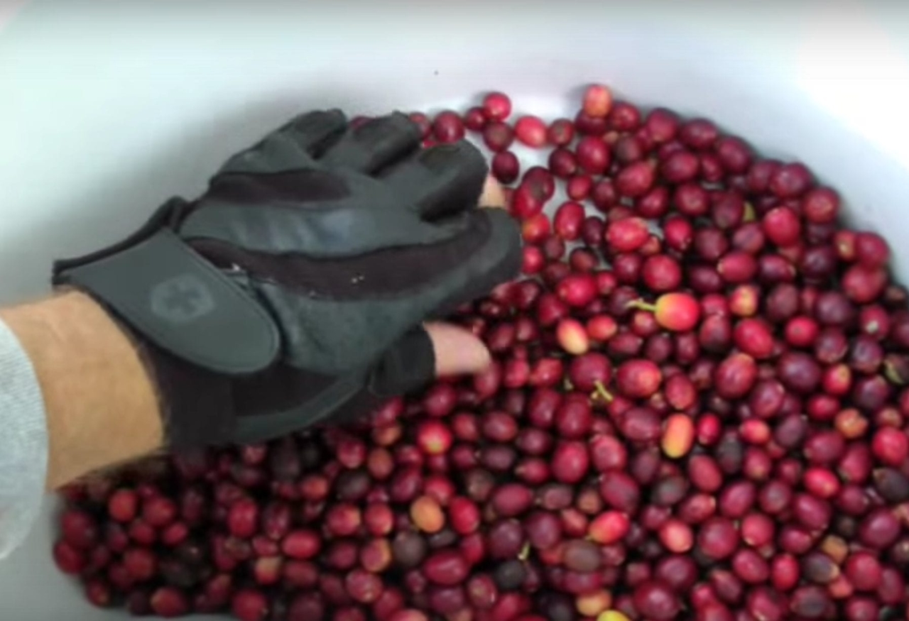 Giá cà phê hôm nay, giá cà phê 25/10, giá cà phê Tây Nguyên, giá cà phê Robusta, giá cà phê Arabica, bão số 12, thị trường cà phê, xuất khẩu cà phê Việt Nam