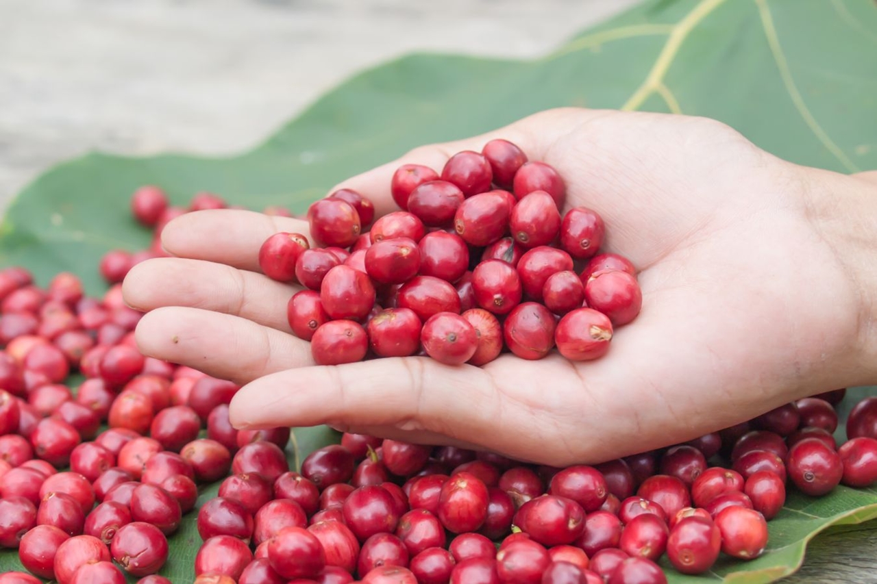 Giá cà phê hôm nay, giá cà phê 25/10, giá cà phê Tây Nguyên, giá cà phê Robusta, giá cà phê Arabica, bão số 12, thị trường cà phê, xuất khẩu cà phê Việt Nam