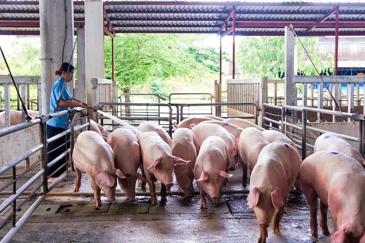 dự báo giá heo hơi, giá heo hơi 26/10/2025, giá lợn hơi Việt Nam, thị trường heo hơi, chăn nuôi heo
