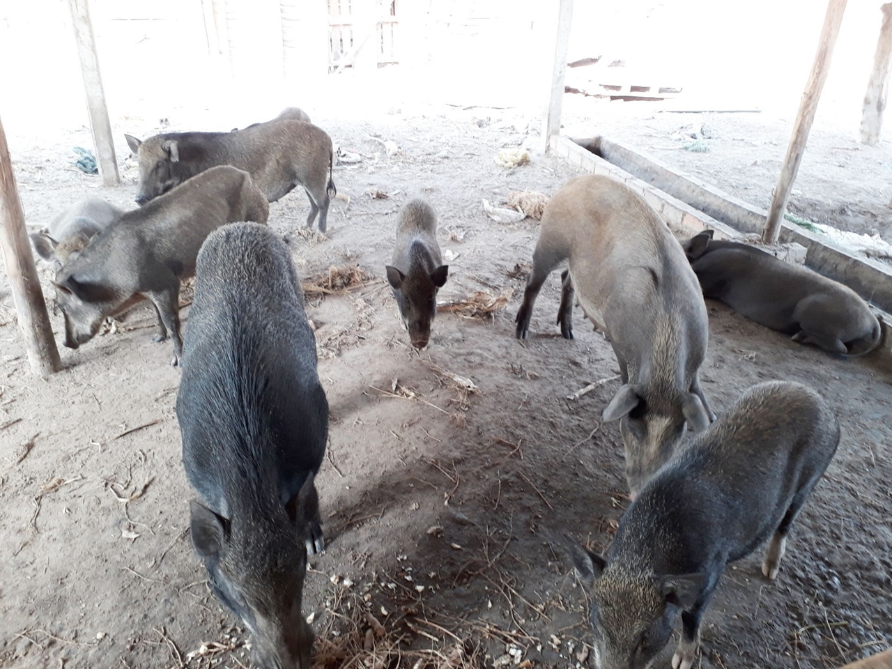 dự báo giá heo hơi, giá heo hơi 26/10/2025, giá lợn hơi Việt Nam, thị trường heo hơi, chăn nuôi heo