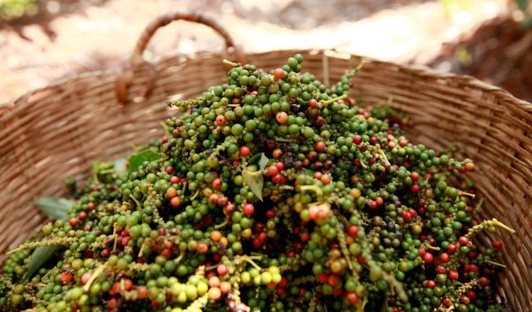 Dự báo giá tiêu 26/10/2025, giá tiêu hôm nay, giá tiêu trong nước, giá tiêu thế giới, giá hồ tiêu đen, giá hồ tiêu trắng, thị trường hồ tiêu Việt Nam
