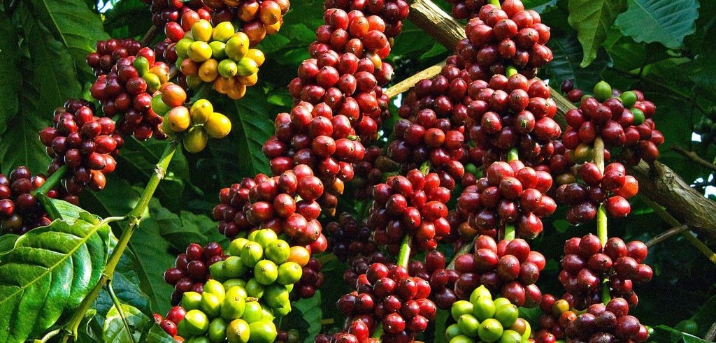giá cà phê hôm nay, giá cà phê 26/10/2025, giá cà phê Tây Nguyên, giá cà phê nội địa, giá cà phê xuất khẩu, thị trường cà phê