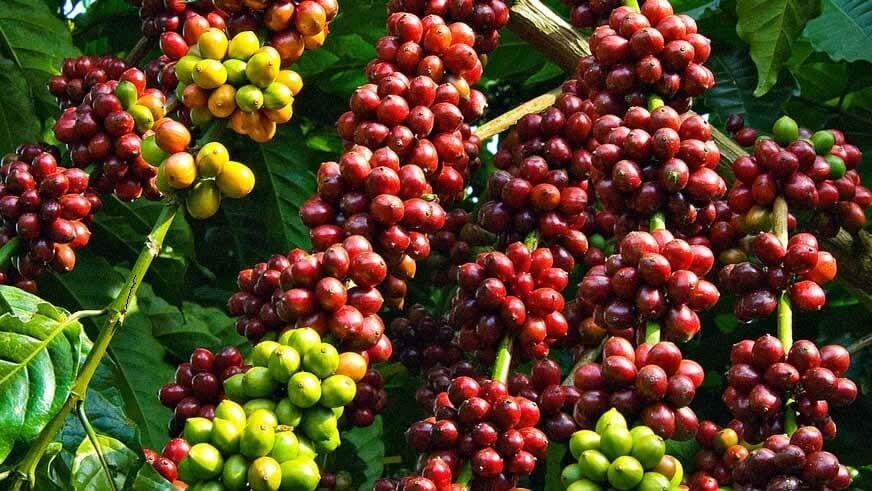 giá cà phê 27/10/2025, giá cà phê trong nước, giá cà phê thế giới, dự báo giá cà phê, giá cà phê Tây Nguyên