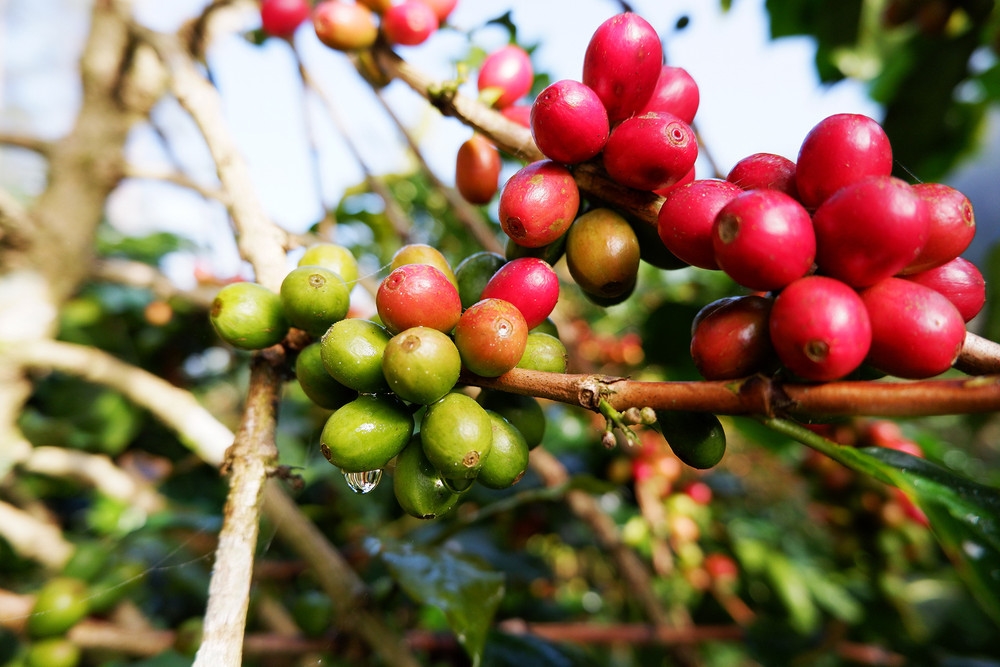 giá cà phê 27/10/2025, giá cà phê trong nước, giá cà phê thế giới, dự báo giá cà phê, giá cà phê Tây Nguyên