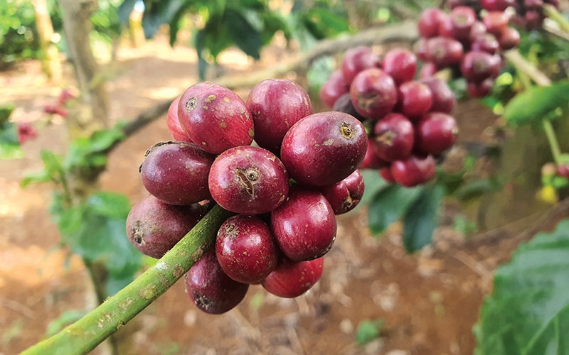 giá cà phê 27/10/2025, giá cà phê trong nước, giá cà phê thế giới, dự báo giá cà phê, giá cà phê Tây Nguyên