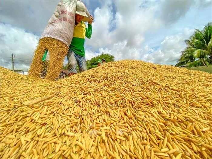 giá lúa gạo hôm nay, giá gạo 26/10, giá lúa An Giang, giá gạo xuất khẩu Việt Nam, giá gạo trong nước, giá lúa Đồng bằng sông Cửu Long, giá gạo ổn định, thị trường gạo Việt Nam