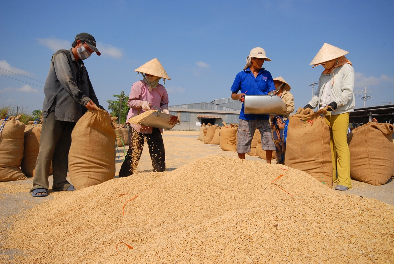 giá lúa gạo hôm nay, giá gạo 26/10, giá lúa An Giang, giá gạo xuất khẩu Việt Nam, giá gạo trong nước, giá lúa Đồng bằng sông Cửu Long, giá gạo ổn định, thị trường gạo Việt Nam