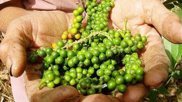 giá tiêu 27/10/2025, giá hồ tiêu trong nước, giá tiêu thế giới, dự báo giá tiêu, giá tiêu Tây Nguyên