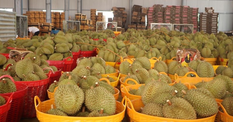 Sầu riêng Đắk Lắk, container sầu riêng, xét nghiệm sầu riêng, xuất khẩu sầu riêng, giá sầu riêng giảm