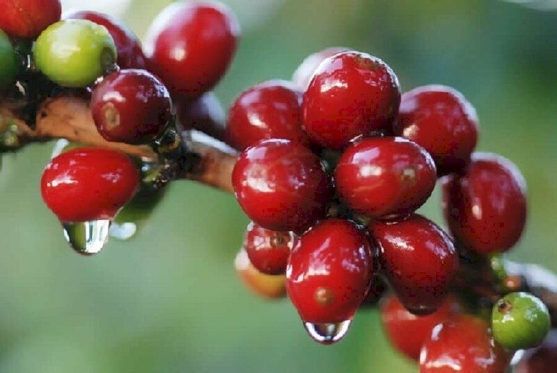 giá cà phê 28/10, giá cà phê hôm nay, dự báo giá cà phê, giá cà phê Tây Nguyên, giá cà phê thế giới