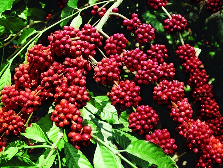 giá cà phê 28/10, giá cà phê hôm nay, dự báo giá cà phê, giá cà phê Tây Nguyên, giá cà phê thế giới