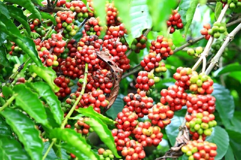 giá cà phê 28/10, giá cà phê hôm nay, dự báo giá cà phê, giá cà phê Tây Nguyên, giá cà phê thế giới
