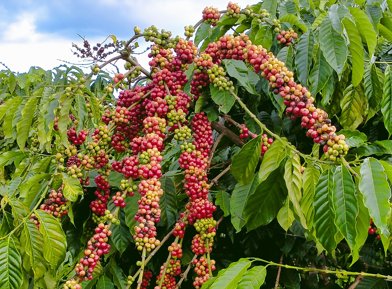 giá cà phê 28/10, giá cà phê hôm nay, dự báo giá cà phê, giá cà phê Tây Nguyên, giá cà phê thế giới