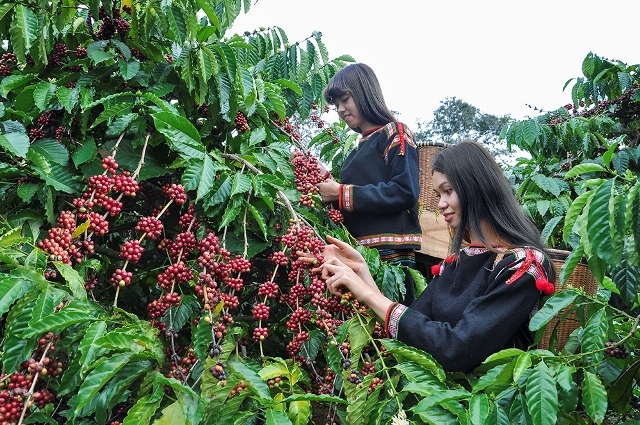 giá cà phê 28/10, giá cà phê hôm nay, dự báo giá cà phê, giá cà phê Tây Nguyên, giá cà phê thế giới