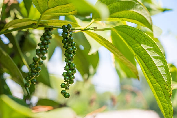 dự báo giá tiêu 28/10, giá tiêu hôm nay, giá tiêu tăng, giá tiêu Tây Nguyên, giá tiêu Đông Nam Bộ, giá tiêu thế giới