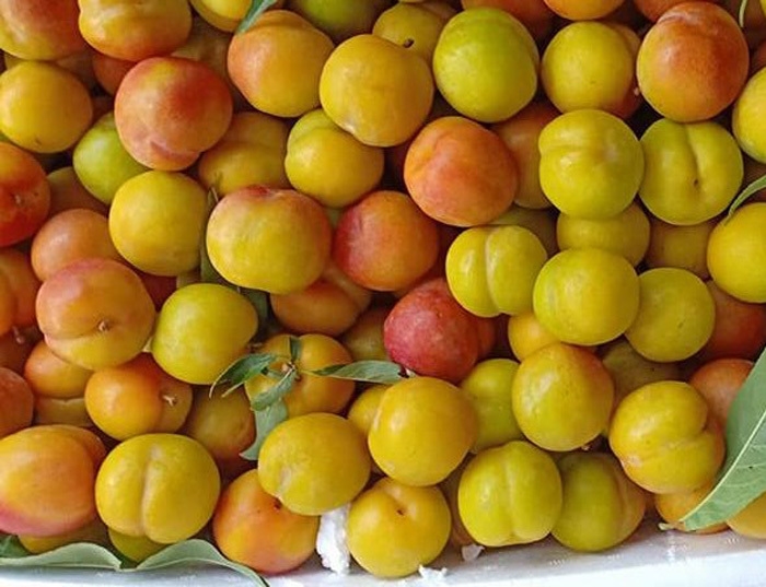con số may mắn tuổi Dần, tuổi Dần ngày 28/10/2025, tử vi tuổi Dần, vận may tuổi Dần, tài lộc tuổi Dần