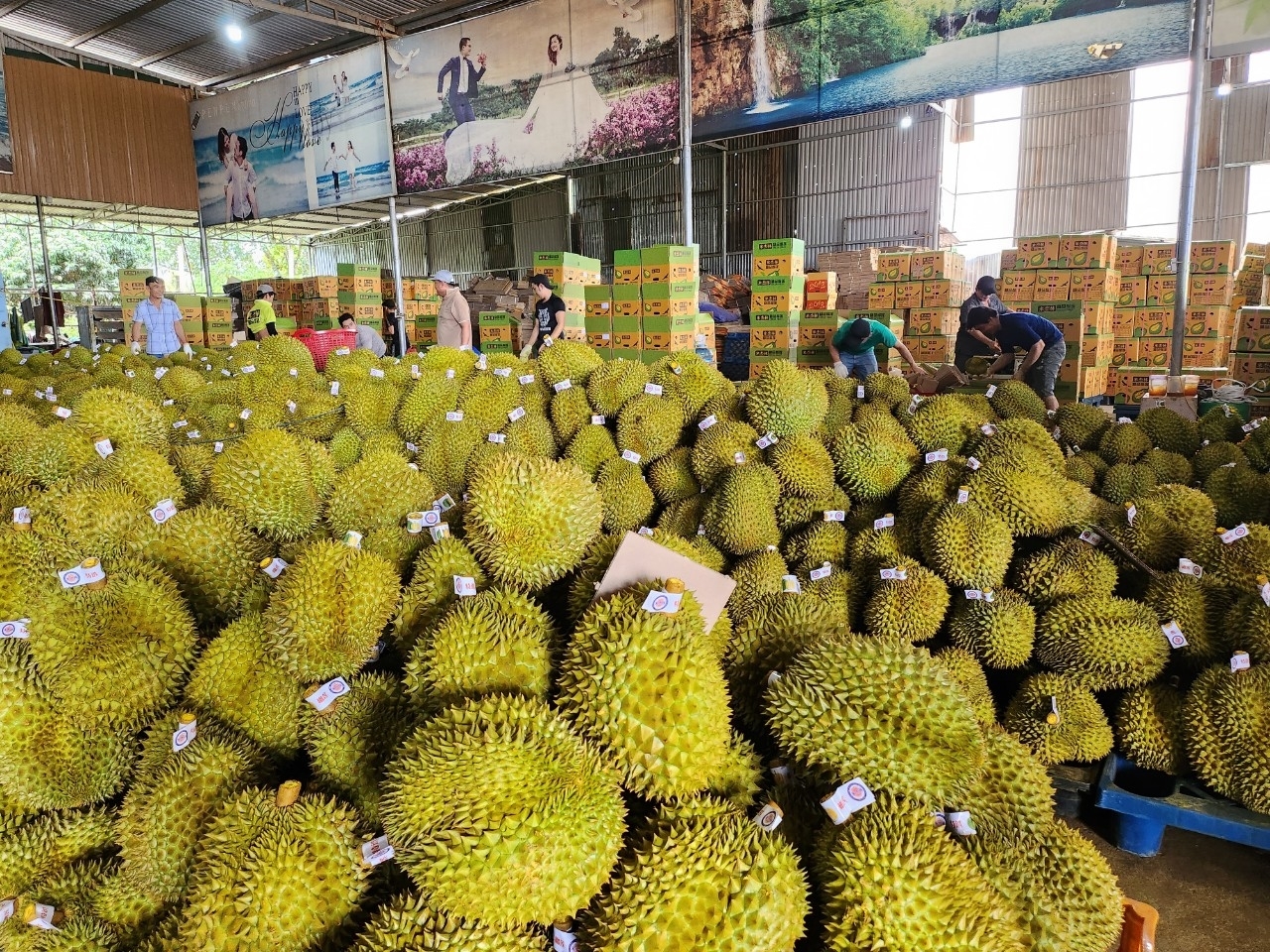 Giá sầu riêng Đắk Lắk, sầu riêng cuối vụ, thương lái dừng mua, giá sầu riêng giảm, xuất khẩu sầu riêng